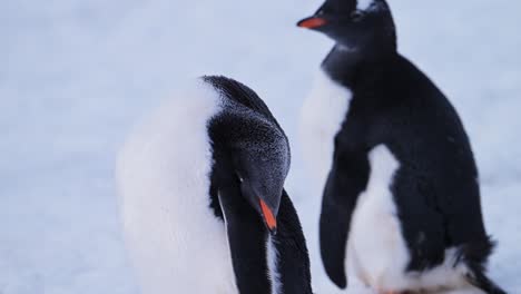 penguins cleaning and pruning feathers in antarctica, gentoo penguins close up on snow on antarctica peninsula wildlife and animals nature tour