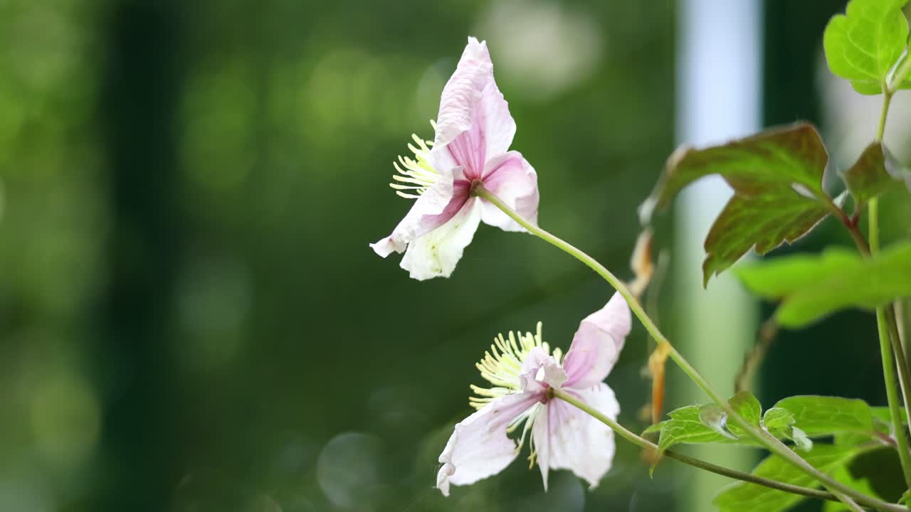Delicate pink flowers of the clematis (Clematis montana)
