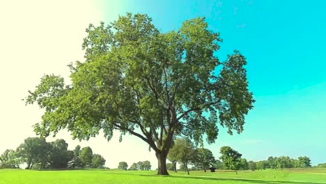 hd circling a huge tree, shot 1