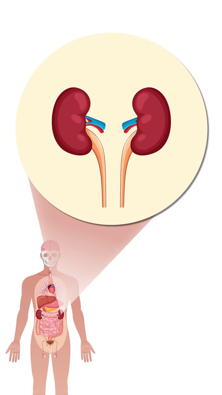 Animation transitions from a full human silhouette to internal organs, then zooms in on kidneys with a circular highlight. Flat vector style, vertical layout