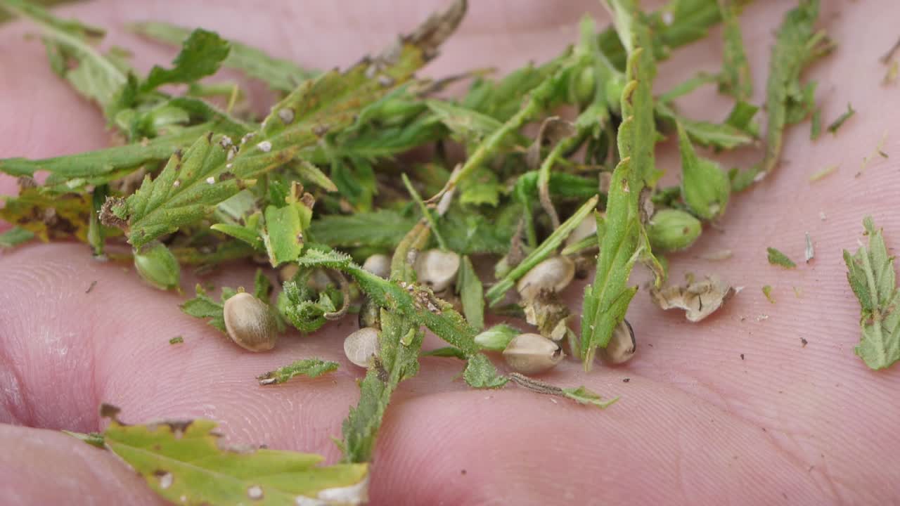 plantas de marihuana estupefaciente en el campo agrícola al aire libre