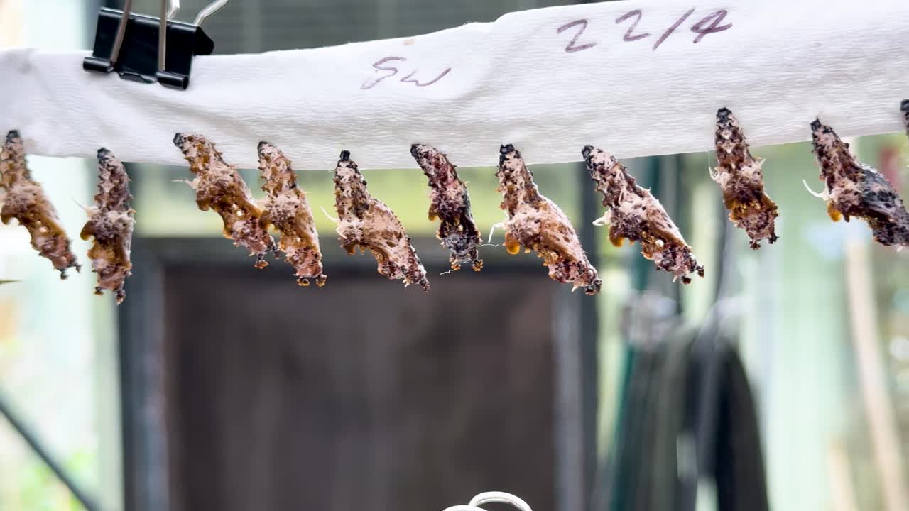 Butterfly pupae undergo metamorphosis, suspended on fabric with binder clips, in bright natural light