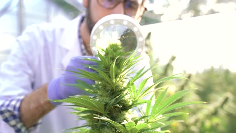 scientist examining cannabis plants with magnifier