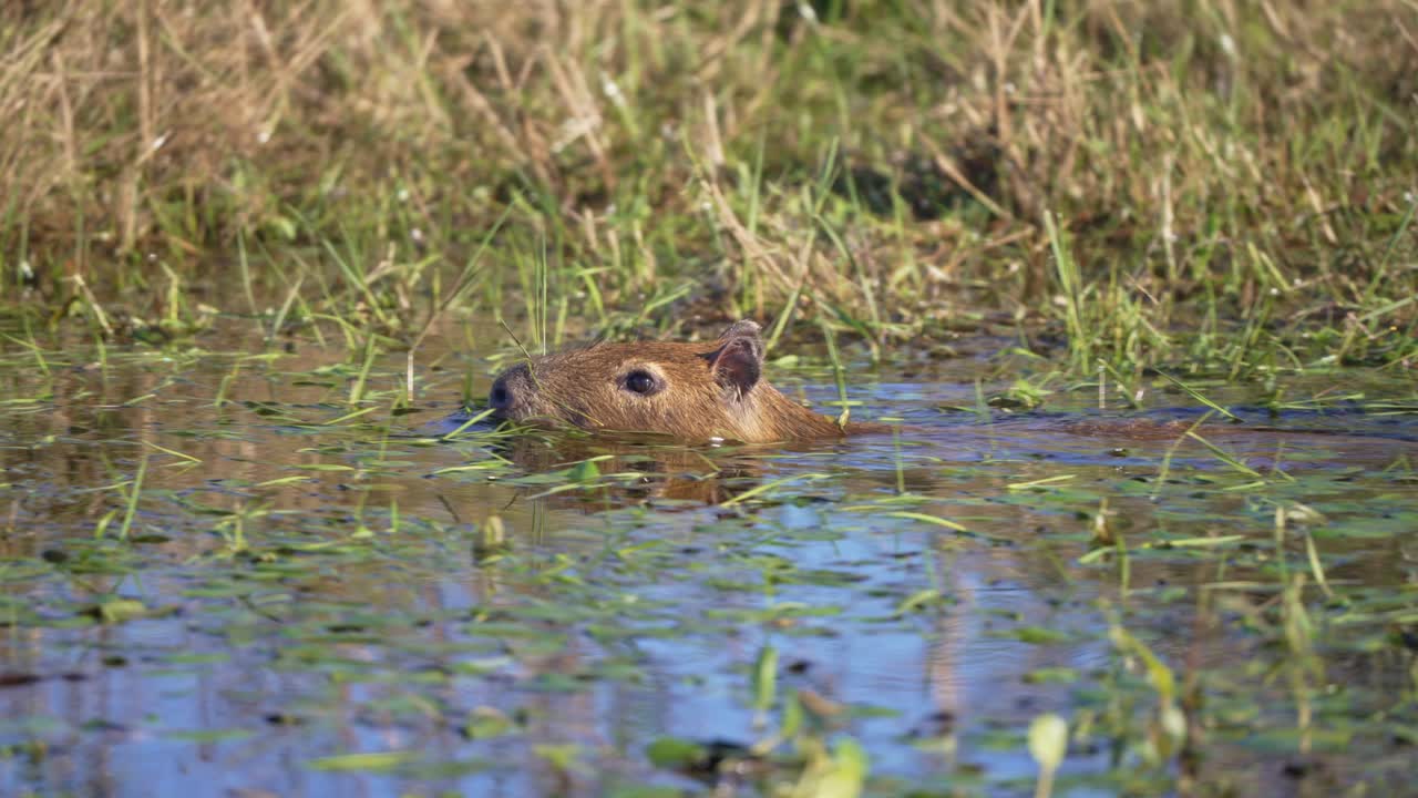 Capybara Swimming In The Marsh With Aquatic Plants. - closeup shot