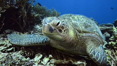 meeresschildkröte liegt auf dem riff in komodo