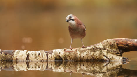 eurasian jay on a birch branch over water