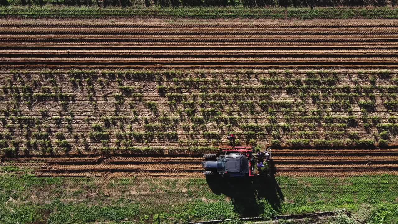 aérea de arriba hacia abajo de un agricultor con tractor cosechando plantas de campo durante un día soleado