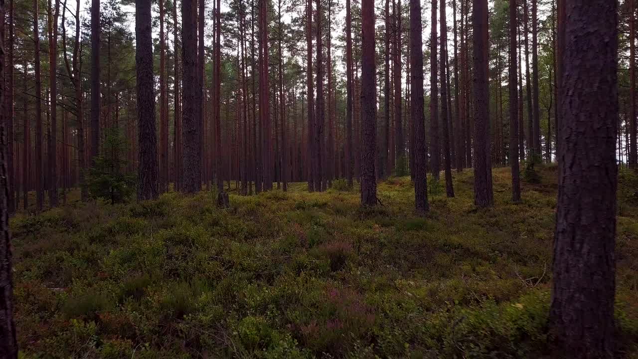 Wild pine forest with green moss and heather under the trees, slow aerial shot moving low between trees, sunny autumn day, sunrays and shadows, wide angle drone shot moving forward