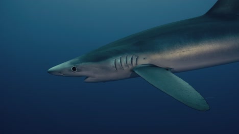 a large blue shark swimming close up through the ocean in slow motion