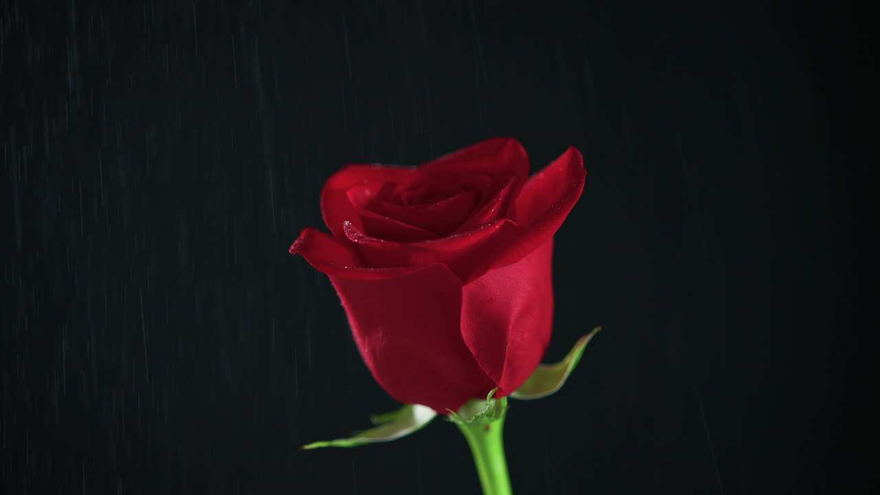 검은 바탕에 있는 단 하나의 은 장미가 느린 동작으로 가게 흐르고 있습니다.