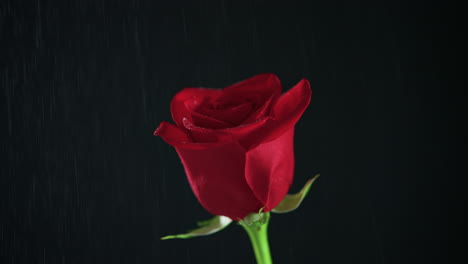 eine einzelne rote rose auf einem schwarzen hintergrund, die langsam in der nähe bewegt wird