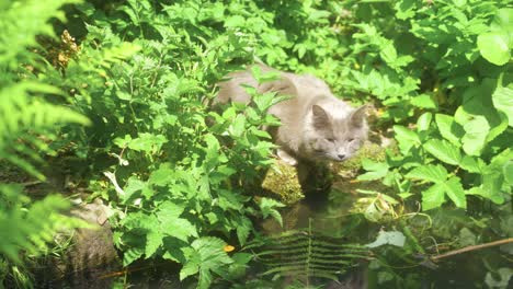 Toma-De-Mano-Hacia-Adelante-De-Un-Gato-Gris-Bebiendo-De-Un-Estanque-En-Los-Jardines-Botánicos-De-Sheffield,-Inglaterra,-Antes-De-Ser-Distraído-Por-Una-Mosca