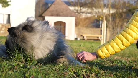 La-Mujer-Mueve-La-Mano-Cerca-De-La-Cabeza-Del-Perro,-Da-La-Orden-De-Rodar-Al-Perro-Keeshond-Acostado-En-La-Hierba