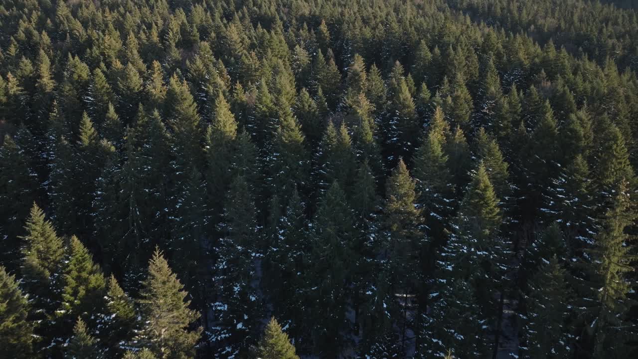 Aerial View of a Snowy Coniferous Forest in Winter
