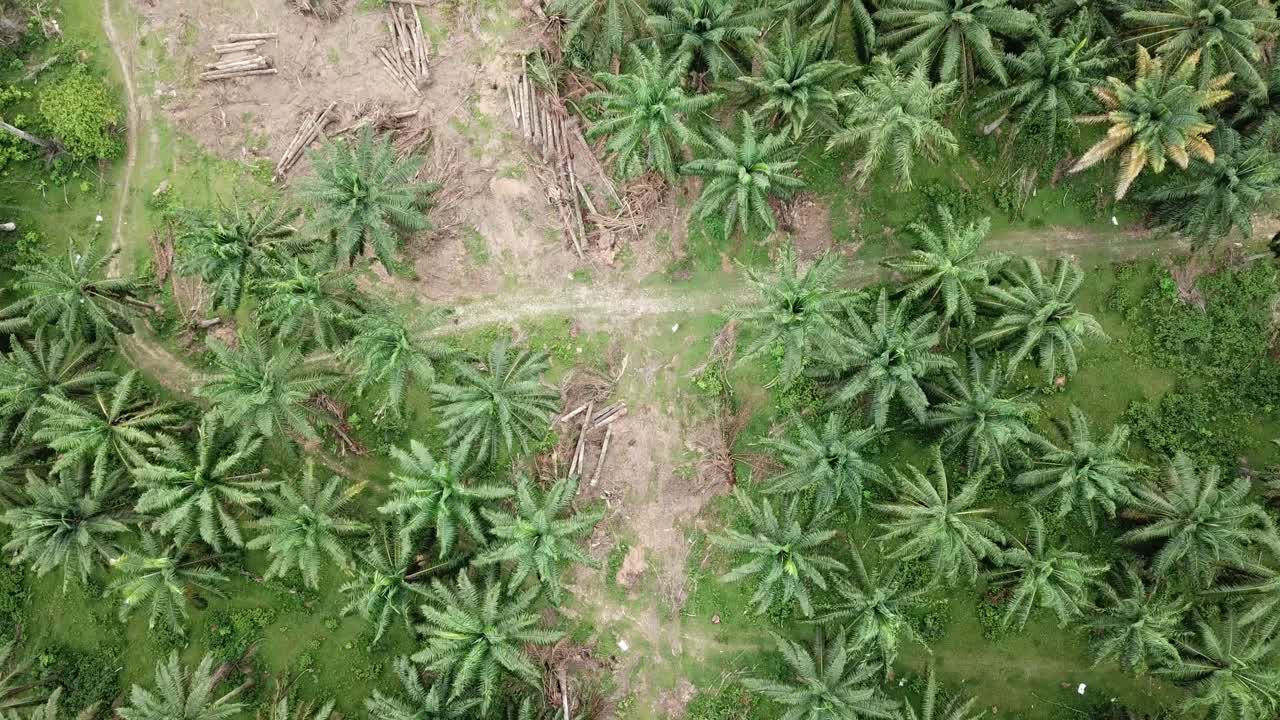 plantación de palma de aceite clara para otro cultivo en malasia.