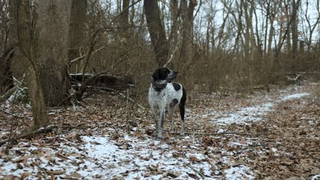 One-dog-standing-in-the-middle-of-the-woods,-dolly-shot