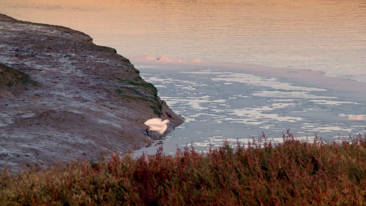 la garza blanca egretta alba esperando para volar lejos de la orilla del río, toma cinematográfica