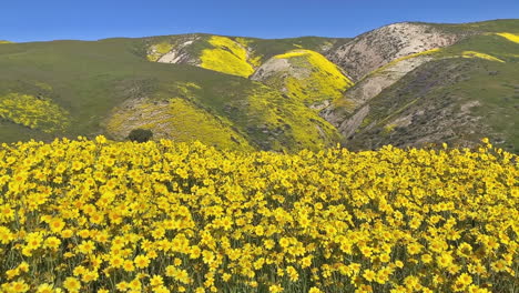 carrizo plain daisy california wildflower bloom panning left