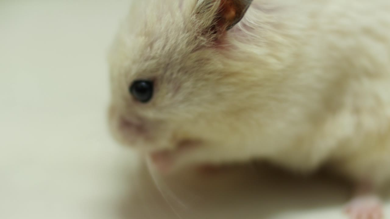 hamster eating paiper from view