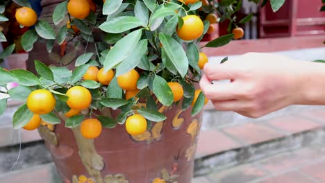 Hand reaching for fruit in Hanoi, Vietnam