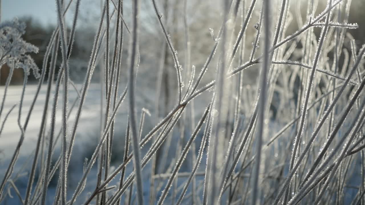 Sunny winter day, plants covered with frost, close up