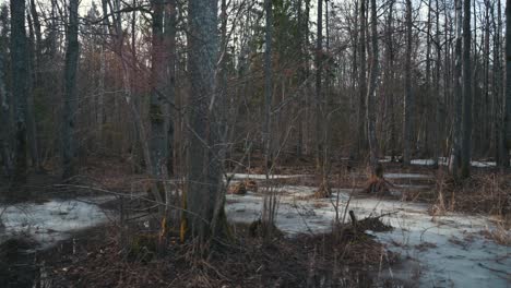 walkpath in a flooded deciduous forest with wooden foot bridge