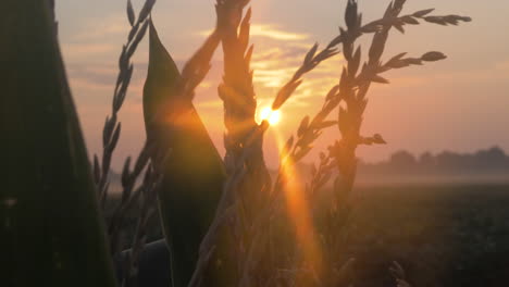 slow motion tight shot of corn during sunrise with sun flairs