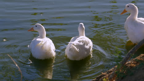 Patos-Domésticos-Chapotean,-Se-Relajan-Y-Se-Acicalan-A-Lo-Largo-De-La-Orilla-De-Un-Estanque---Cámara-Lenta