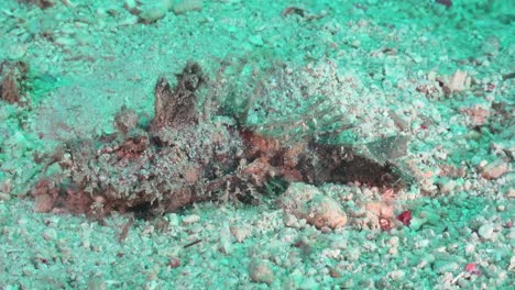 aguijón del diablo cavando un agujero en la arena y escondiéndose en un camuflaje perfecto en el fondo del océano arenoso