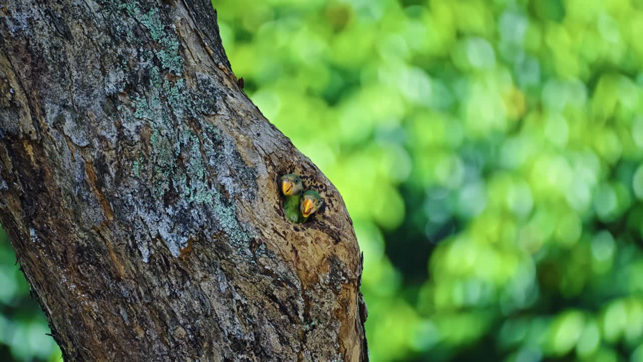 Tree Hole Nest With Newborn Red-breasted Parakeets. Selective Focus Shot