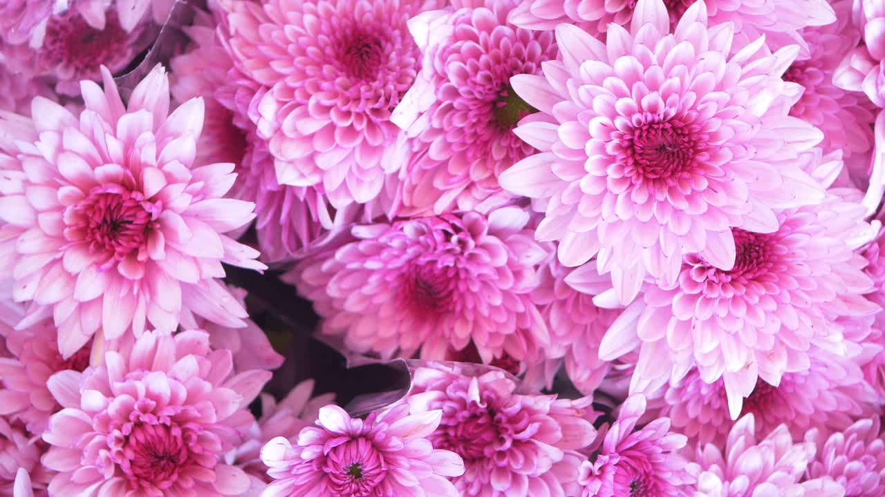 Beautiful Pink Chrysanthemum Bouquet