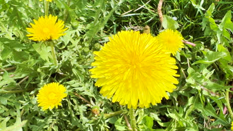 primer plano extremo de la flor de diente de león amarillo en la hierba del prado, vista superior