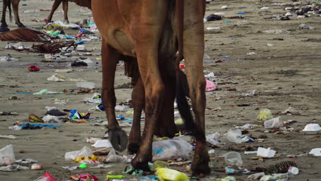a young brown heifer walking on the sand smelling garbage, static shot