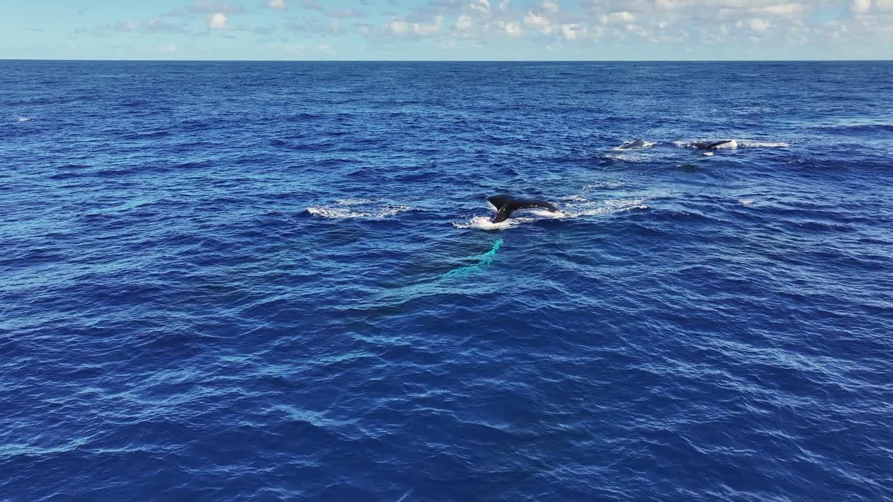 Humpback Whales Spouting and Swimming in the Vast Blue Ocean