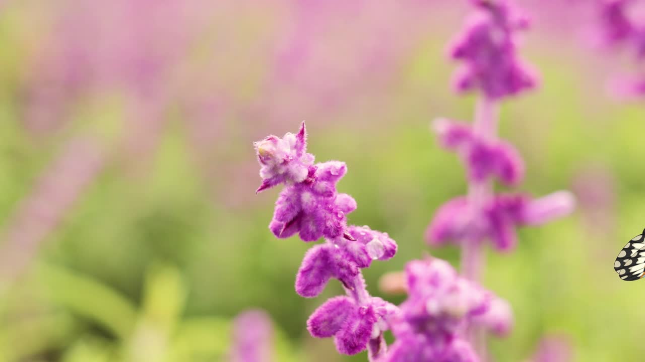 A butterfly flutters gracefully around vivid pink flowers, set against a soft-focus green background, creating a serene and lively scene