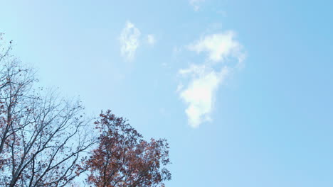Wolke-Am-Himmel-In-Der-Nähe-Eines-Baumes-Im-Herbst