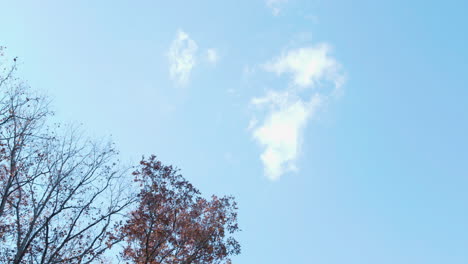 cloud in sky near a tree in autumn