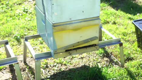 toma estática de colmena de abejas con abejas obreras australianas entrando y saliendo de la caja
