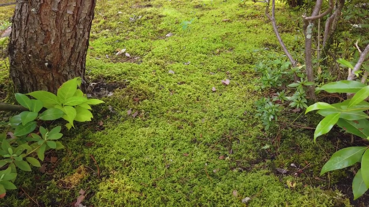 Primo piano di terreno muschioso, alberi con foglie verdi, giardino zen giapponese, sfondo naturale.