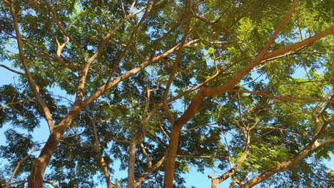 lush green tree branches against blue sky