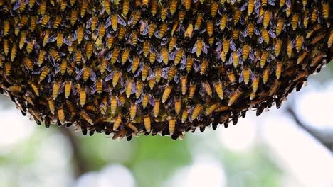 giant honey bees are known to build large colonies of nest with symmetrical pockets made of wax for them to store honey as their food source