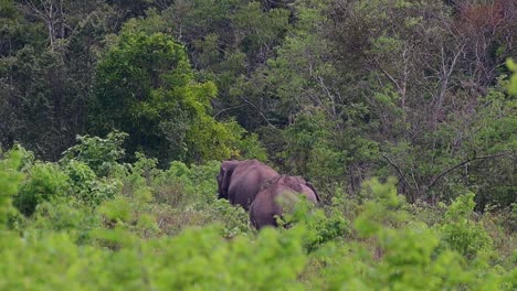 Los-Elefantes-Asiáticos-Son-Especies-En-Peligro-De-Extinción-Y-También-Son-Residentes-De-Tailandia