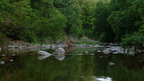 Vista-Lejana-De-Los-Ciervos-Forrajeando-En-Un-Río-Poco-Profundo-Con-Rocas-En-El-Parque-Provincial-En-Ontario,-Canadá