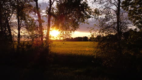 flying between backlit trees growing in field margin and rising above rural landscape