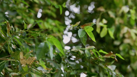 foco de rack entre hojas verdes en el árbol que sopla en la brisa