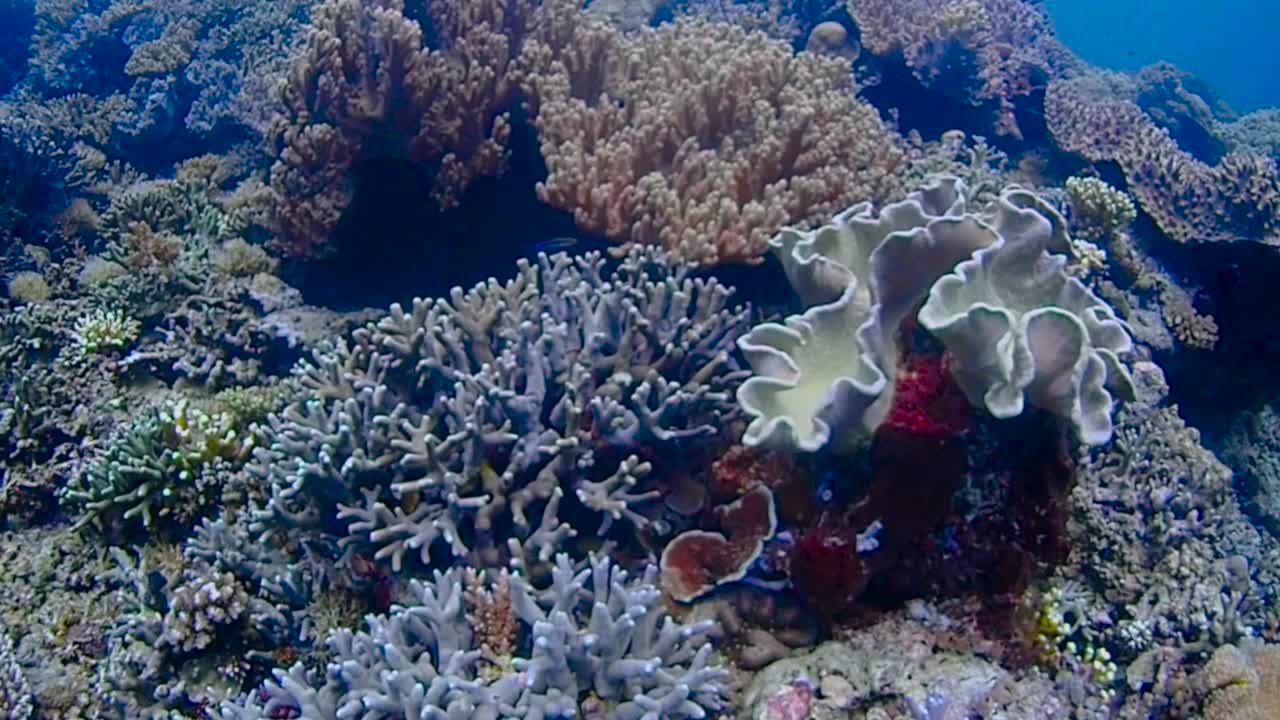 panoramica attraverso una vasta area con coralli in diversi colori