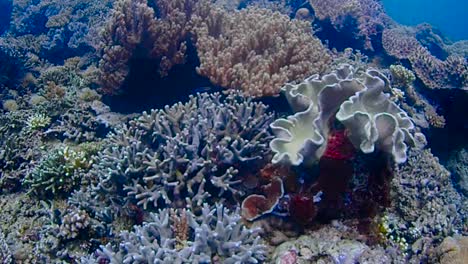 panning through a big area with corals in different colors