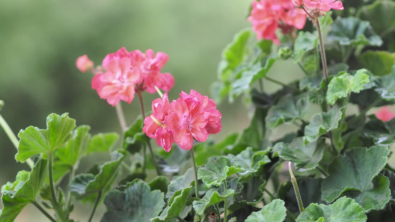 primer plano de flores de pelargonium con gotas de agua sobre pétalos y flores