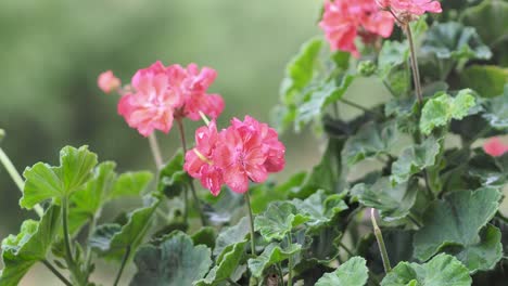 Close-up-of-pelargonium-flowers-with-water-droplets-on-petals-and-blossom