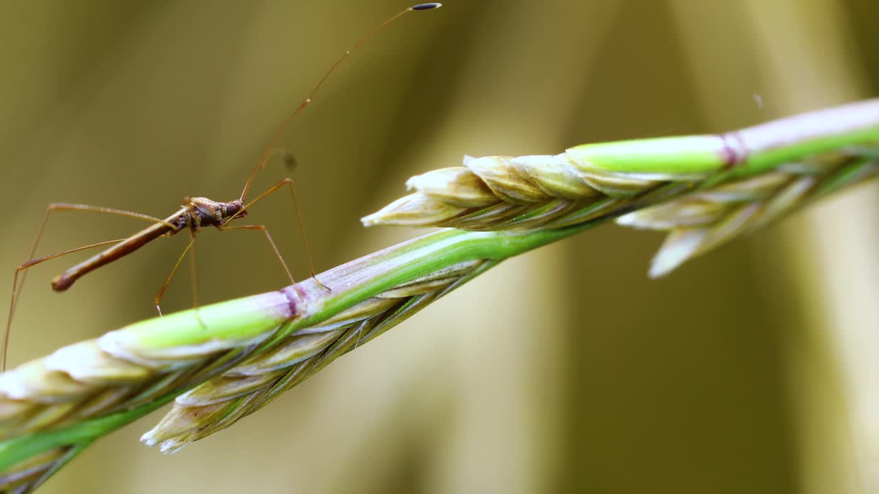 Macro video of a tiny insect on a plant. Camera is static.